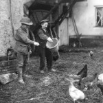 Feeding the Chicken